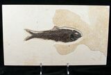 Exceptional Knightia Fossil Fish - inch Layer #13628-1